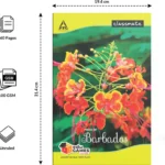 Classmate Notebook Set – Ruled (Pack of 6)