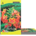 Classmate Notebook Set – Unruled (Pack of 6)